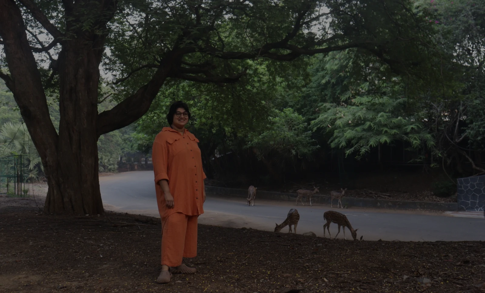 A person in an orange outfit stands under a large spreading tree beside a quiet road, while several spotted deer graze nearby in the soft morning light.